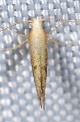 Argyresthia subreticulata