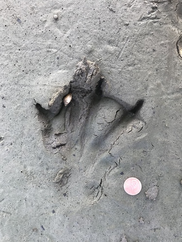 American Beaver photographed in Texas