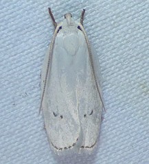 Antaeotricha albulella