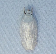 Antaeotricha albulella