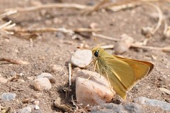 Hesperia leonardus pawnee