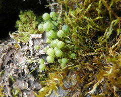 Mannia gracilis