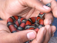Lampropeltis webbi
