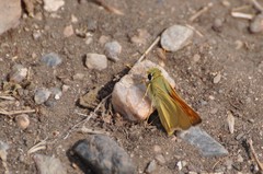 Hesperia leonardus pawnee