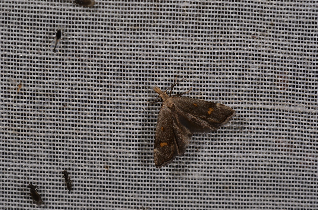Anasphaltis