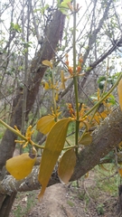 Phoradendron nervosum