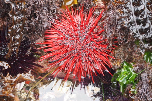 Red Sea Urchin, photo 4 of 10