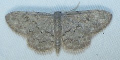 Idaea violacearia
