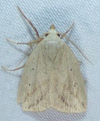 Amolita obliqua