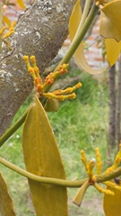 Phoradendron nervosum