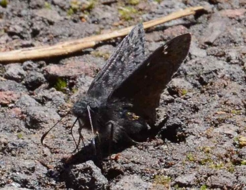 iNaturalist observation photo of Propertius Duskywing