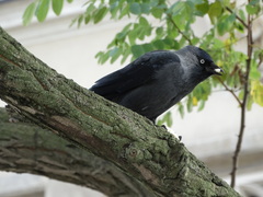 Corvus monedula
