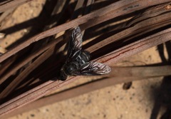 Chrysanthrax vanus