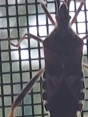 Leptoglossus clypealis