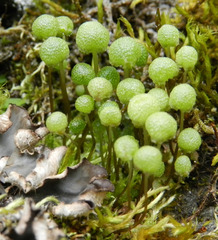 Mannia gracilis