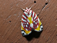 Sinna calospila