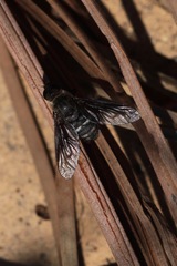 Chrysanthrax vanus