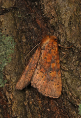 Perigea xanthioides