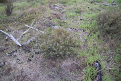 Phylica parviflora