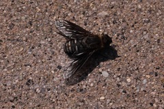 Chrysanthrax vanus