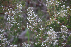 Phylica parviflora
