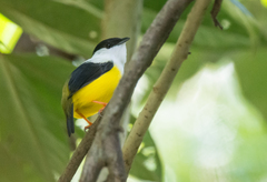 White-Collared Manakin photo 5