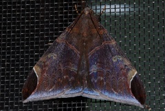 Pindara illibata