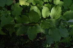 Smilax ecirrhata