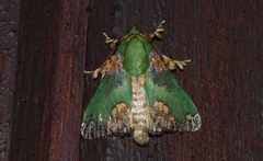 Parasa pastoralis
