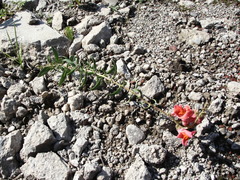 Antirrhinum majus