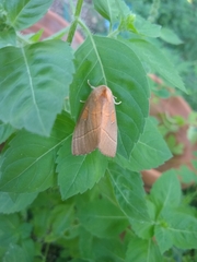 Lepidoptera