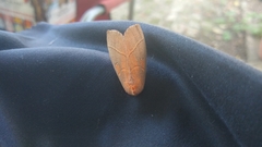 Lepidoptera