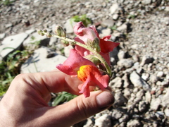 Antirrhinum majus