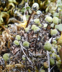 Mannia gracilis
