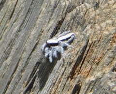 Paramarpissa piratica