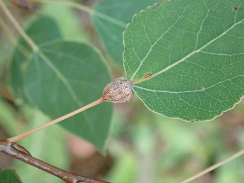 Aspen Petiole Gall Moth