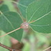 Ectoedemia populella group - Photo no rights reserved, uploaded by Lynn Harper
