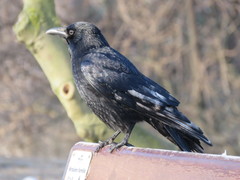 Corvus corone