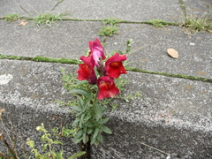 Antirrhinum majus