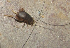 Myrmecophilus