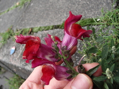 Antirrhinum majus