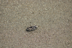 Cicindela latesignata