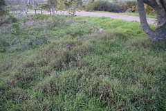 Ehrharta erecta erecta