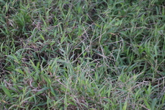 Ehrharta erecta erecta