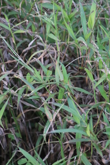 Ehrharta erecta erecta