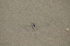 Cicindela latesignata