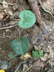 Hexastylis naniflora