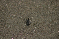 Cicindela latesignata