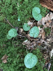 Hexastylis naniflora