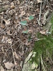 Hexastylis naniflora